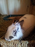 20121215_141648 Cleo in her hutch.jpg